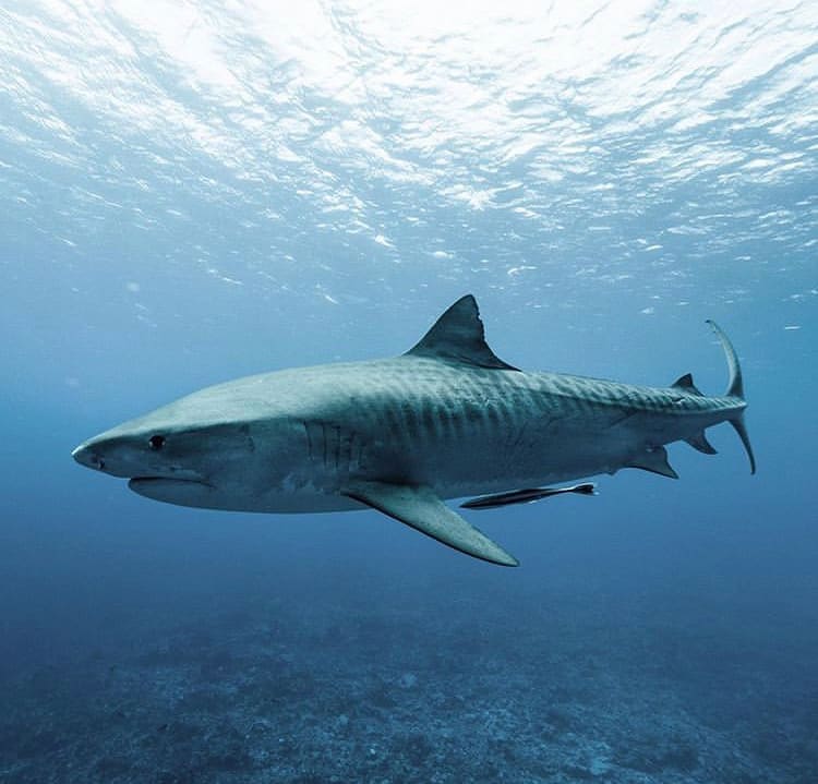 Diving with sharks in the bahamas